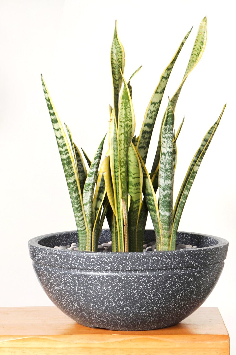Planterra Granite Black Round Lotus Planter 15x7 Inch