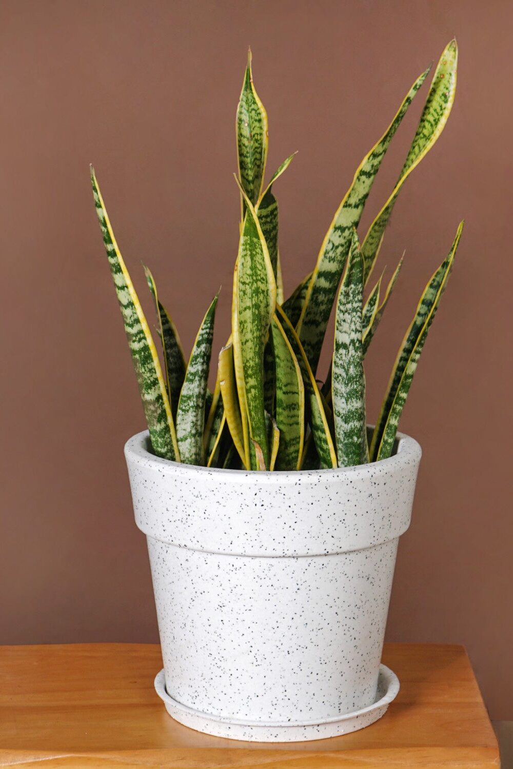 Planterra White Planter With Plate 10x9 Inch